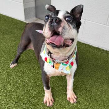 Paul -  Mixed Breed Dog for Adoption in Englewood, Florida - Paul | PetCurious