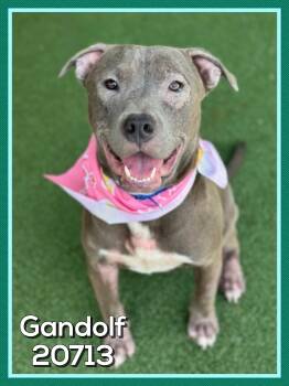 GANDOLF (also see NUTMEG) -  Pit Bull Terrier Dog for Adoption in Marietta, Georgia - GANDOLF (also See NUTMEG) | PetCurious