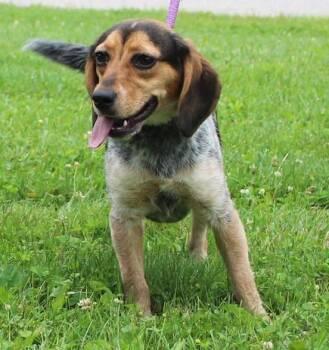 Dixie (12034) -  Beagle Dog for Adoption in Heath, Ohio - Dixie (12034) | PetCurious