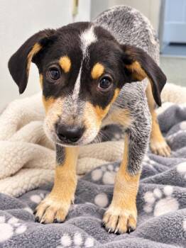 Zayden -  Australian Cattle Dog Blue Heeler and Border Collie Dog for Adoption in Kemp, Texas - Zayden | PetCurious