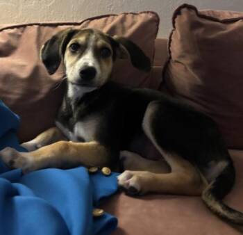 BRINLEY -  Shepherd Dog for Adoption in Broomfield, Colorado - BRINLEY | PetCurious