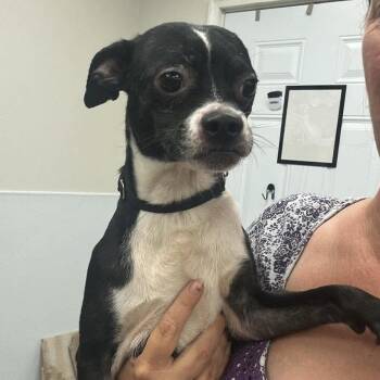 Saja -  Mixed Breed Dog for Adoption in Fredericksburg, Virginia - Saja | PetCurious
