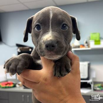 Terrier Dogs Available for Adoption in Washington, District Of Columbia - Fran | PetCurious