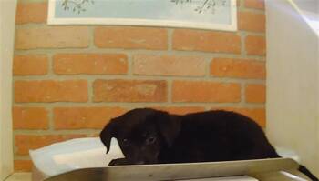 A2089284 -  Staffordshire Bull Terrier and Mixed Breed Dog for Adoption in Houston, Texas - A2089284 | PetCurious