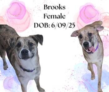 Catahoula Leopard Dog and American Eskimo Dog Dogs Available for Adoption - Brooks | PetCurious