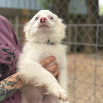 Casper -  Australian Shepherd and Mixed Breed Dog for Adoption in Madison, Wisconsin - Casper | PetCurious