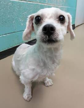 Soup -  Mixed Breed Dog for Adoption in Nashville, Tennessee - Soup | PetCurious