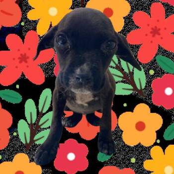 Bella -  Beagle and Mixed Breed Dog for Adoption in Tuscaloosa, Alabama - Bella | PetCurious
