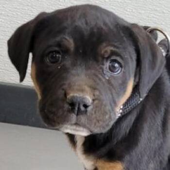 Mixed Breed Dogs Available for Adoption in Las Cruces, New Mexico - Macaron | PetCurious