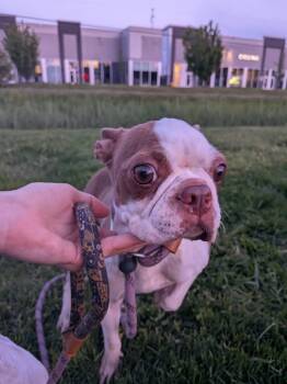 Skily -  Boston Terrier Dog Available for Adoption in Vaudreuil-dorion, Quebec - Skily | PetCurious