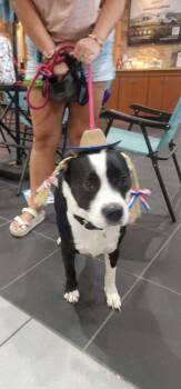 Katie professional Trained At Board (copy) -  Mixed Breed Dog for Adoption in Egg Harbor City, New Jersey - Katie Professional Trained At Board (copy) | PetCurious