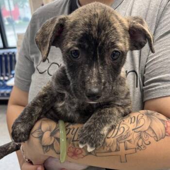 Alfalfa -  Terrier and Chihuahua Dog for Adoption in Des Moines, Iowa - Alfalfa | PetCurious