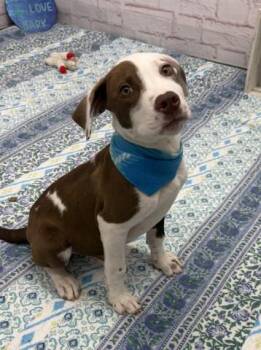 Dex Dingy -  Mixed Breed Dog for Adoption in Westland, Michigan - Dex Dingy | PetCurious