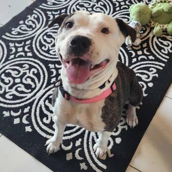 Luna -  Pit Bull Terrier Dog for Adoption in Ridgway, Colorado - Luna | PetCurious