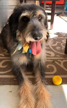 Diggle -  Labradoodle Dog for Adoption in Garland, Texas - Diggle | PetCurious