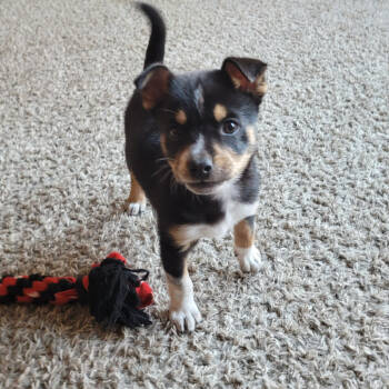 Rescue Mixed Breed Dogs for Adoption in Buffalo, Minnesota - Roo | PetCurious