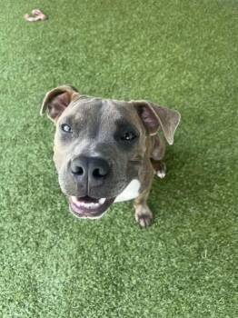 Leo -  Boxer Dog for Adoption in Fayetteville, Arkansas - Leo | PetCurious
