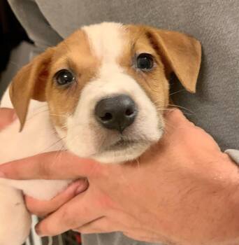 Ancho Pinky - Pre Adoption -  Mixed Breed Dog for Adoption in Kettering, Ohio - Ancho Pinky - Pre Adoption | PetCurious
