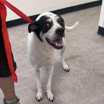 Lorah -  Mixed Breed Dog for Adoption in Philadelphia, Pennsylvania - Lorah | PetCurious