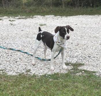 English Pointer Dogs Available for Adoption in Leesville, Louisiana - Gnocchi  | PetCurious