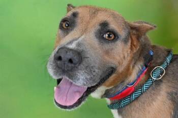 Labrador Retriever and Mixed Breed Dogs Available for Adoption - CASHMERE | PetCurious