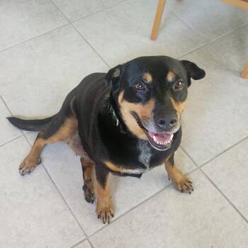 Lovey -  Rottweiler and Labrador Retriever Dog for Adoption in San Diego, California - Lovey | PetCurious