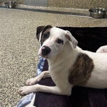 Cathrine -  Labrador Retriever and Mixed Breed Dog for Adoption in Merriam, Kansas - Cathrine | PetCurious