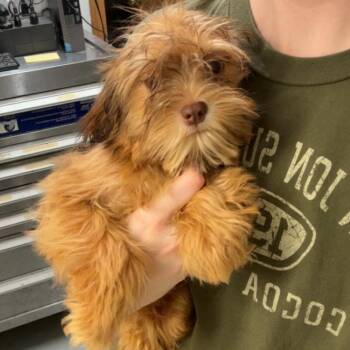 Maltese and Mixed Breed Dogs Available for Adoption - Cork | PetCurious