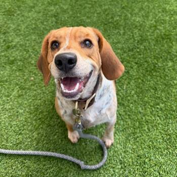 Rambo -  Beagle Dog for Adoption in Warwick, Rhode Island - Rambo | PetCurious