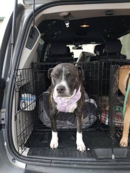 Mixed Breed Dogs Available for Adoption in Rock Springs, Wyoming - Maggie | PetCurious