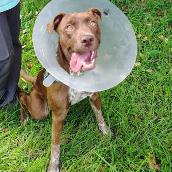 Rescue Labrador Retriever and Mixed Breed Dogs for Adoption in Tylertown, Mississippi - Kameron | PetCurious