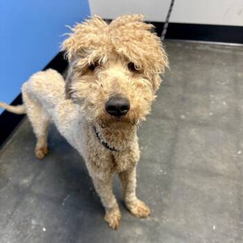 Poodle and Golden Retriever Dogs Available for Adoption - Fleece Navidog 12-0409 | PetCurious