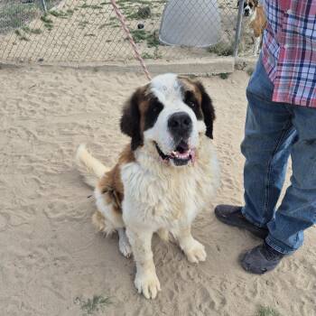 BEAR -  Saint Bernard Dog for Adoption in Sparks, Nevada - BEAR | PetCurious
