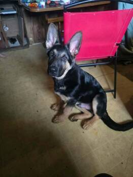 Thor -  German Shepherd Dog Dog for Adoption in Suamico, Wisconsin - Thor | PetCurious