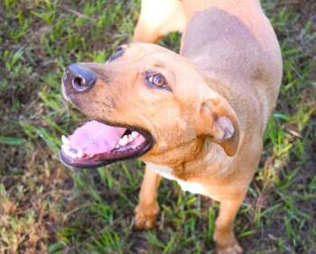 Rescue Labrador Retriever and Mixed Breed Dogs for Adoption in Mobile, Alabama - Scarlett | PetCurious