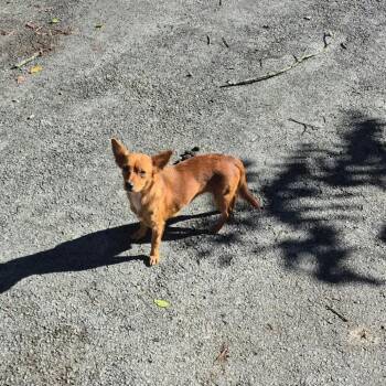 Cece -  Chihuahua and Mixed Breed Dog for Adoption in Morganfield, Kentucky - Cece | PetCurious