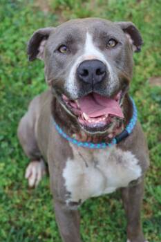 Mixed Breed Dogs Available for Adoption in Columbia, Tennessee - Clementine (Bella) | PetCurious