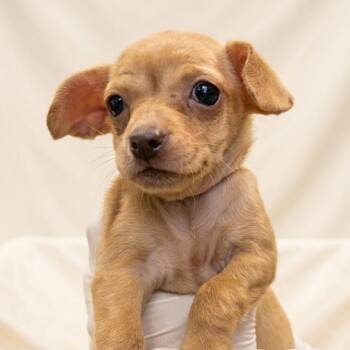 Nicole -  Chihuahua Dog for Adoption in Nashville, Tennessee - Nicole | PetCurious