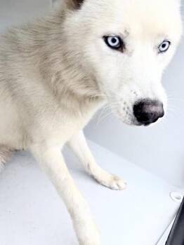 A657302 -  Siberian Husky and Mixed Breed Dog for Adoption in Houston, Texas - A657302 | PetCurious