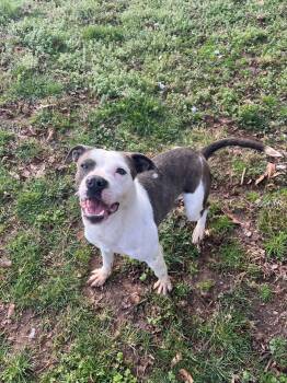 Roko -  Pit Bull Terrier Dog for Adoption - Roko | PetCurious