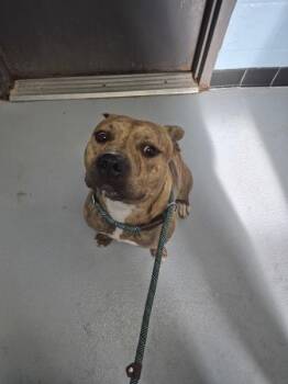 Ic-14 -  Pit Bull Terrier Dog for Adoption in Lawrenceville, Georgia - Ic-14 | PetCurious