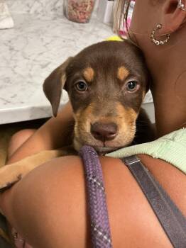 Julius -  German Shepherd Dog and Pit Bull Terrier Dog for Adoption in Dyersburg, Tennessee - Julius | PetCurious