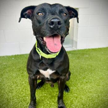 Kuko -  Labrador Retriever and Mixed Breed Dog for Adoption in Englewood, Florida - Kuko | PetCurious