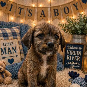 Terrier Dogs Available for Adoption in La Grange, Kentucky - Denny | PetCurious