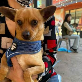 Chihuahua Dogs Available for Adoption in Los Angeles, California - Billow | PetCurious