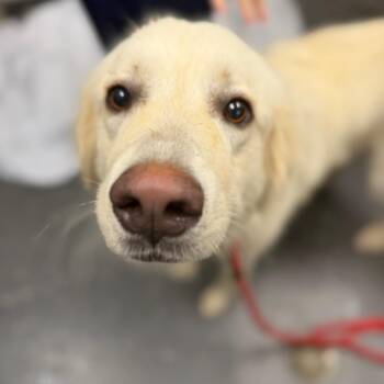 Marj -  Mixed Breed Dog for Adoption in Columbiana, Alabama - Marj | PetCurious