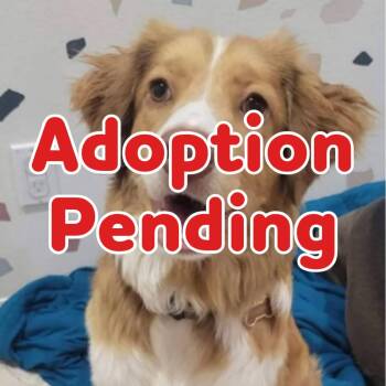 Ginger X 26-059 -  Spaniel and Mixed Breed Dog for Adoption in Little Rock, Arkansas - Ginger X 26-059 | PetCurious