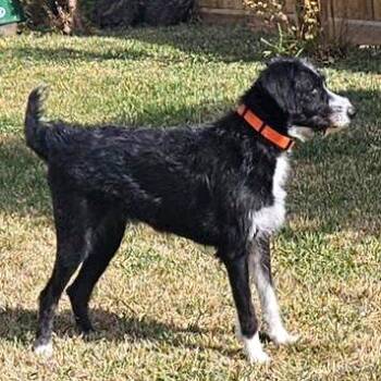 Standard Poodle and Australian Cattle Dog Blue Heeler Dogs Available for Adoption - Livey | PetCurious