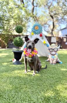 Trinity -  American Staffordshire Terrier Dog for Adoption in Mico, Texas - Trinity | PetCurious