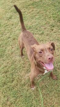 Rescue Labrador Retriever Dogs for Adoption in Cleveland, Tennessee - Crowley | PetCurious